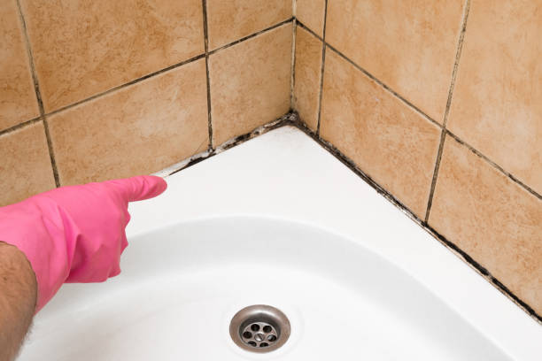 Best Commercial Mold Removal  in Fair Grove, MO